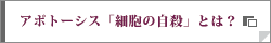 アポトーシス「細胞の自殺」とは？