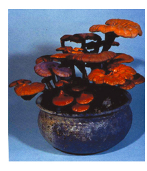 献上鉢植えの霊芝