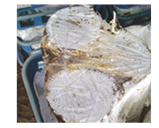 真っ白になったホダギ