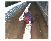 ホダギを植える