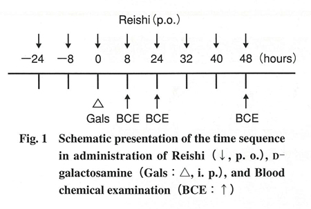 肝障害ラット 霊芝投与スケジュールFig1